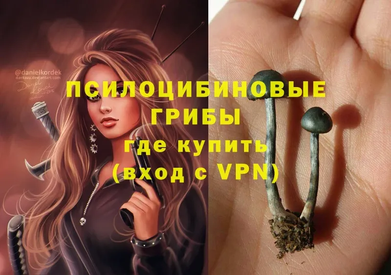 Псилоцибиновые грибы Psilocybe Бежецк