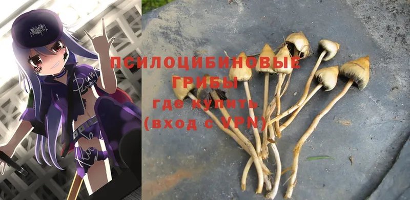 Псилоцибиновые грибы Psilocybe  закладка  мега рабочий сайт  Бежецк 